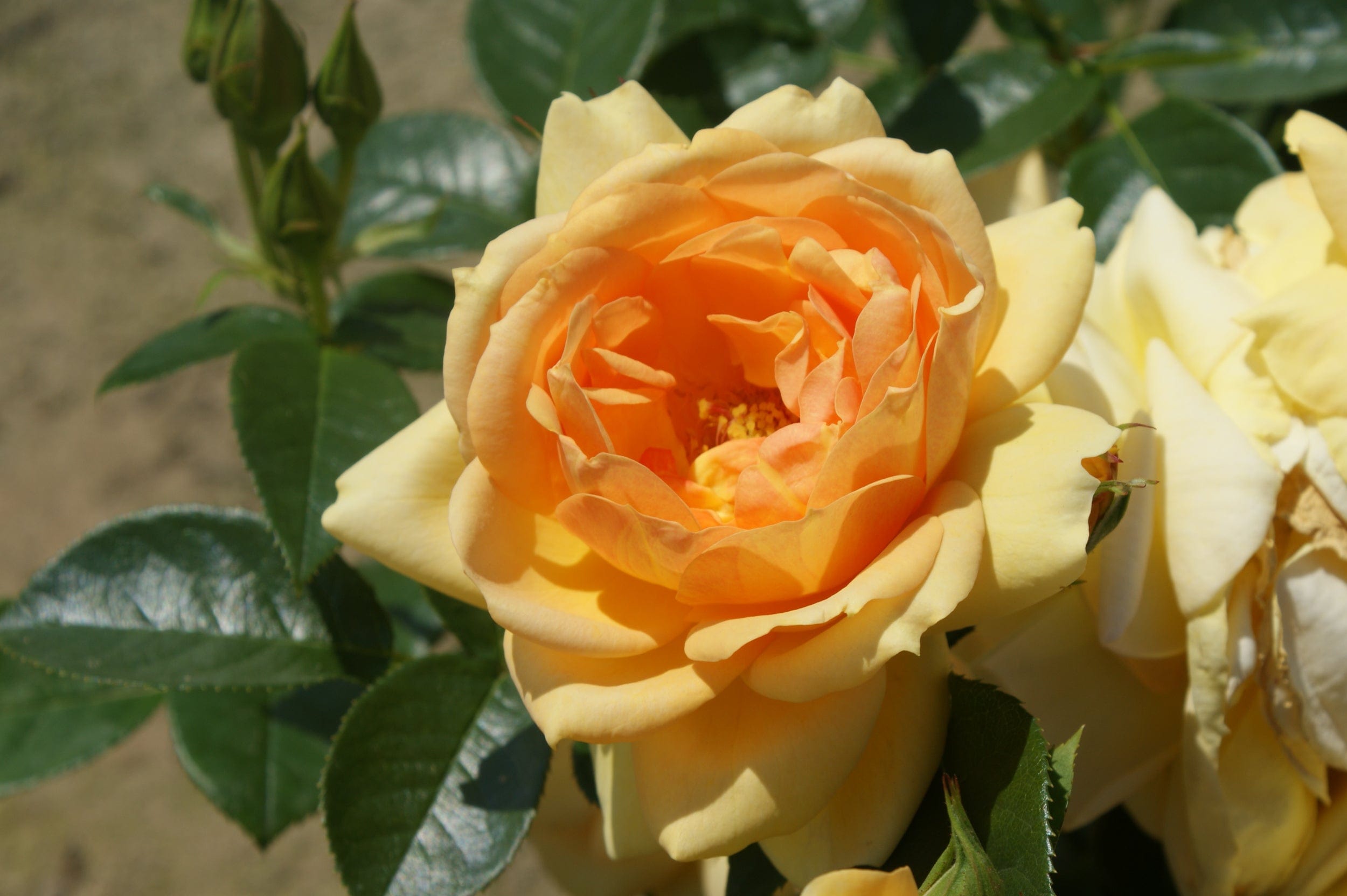 Rose 'Hansestadt Rostock®'